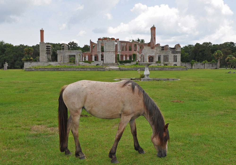 Cumberland Island To Jacksonville Fl Cumberland Island To Jacksonville Fl