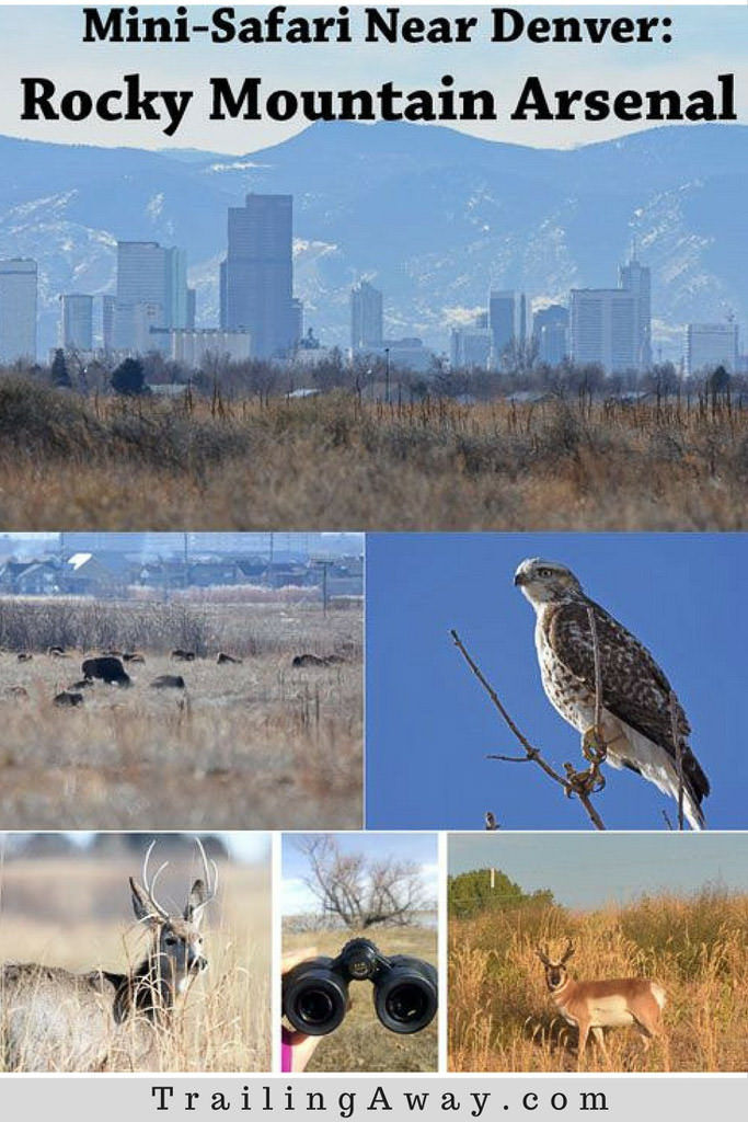 Love Wildlife? Visit Rocky Mountain Arsenal in Colorado! - Trailing Away
