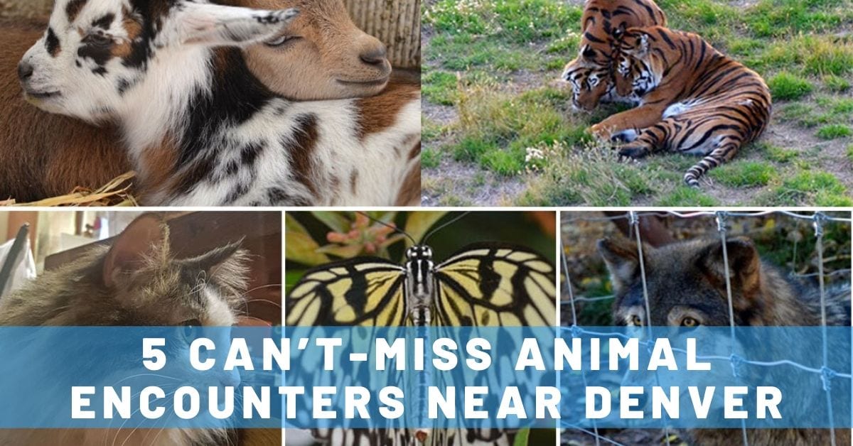 Top 5 Animal Encounters Near Denver Colorado - Trailing Away