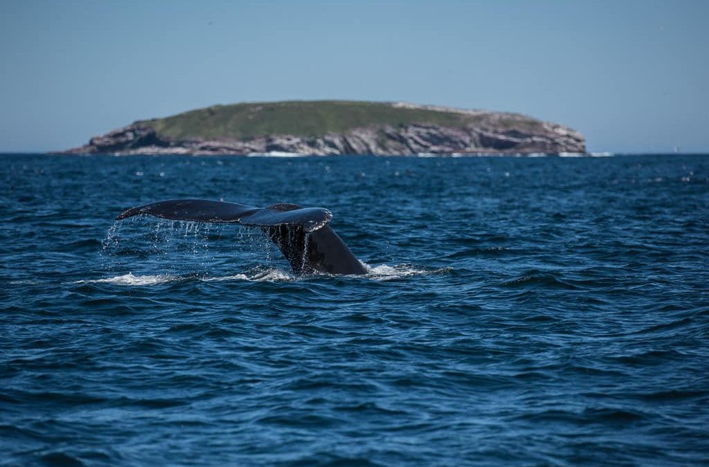 whale tour newfoundland