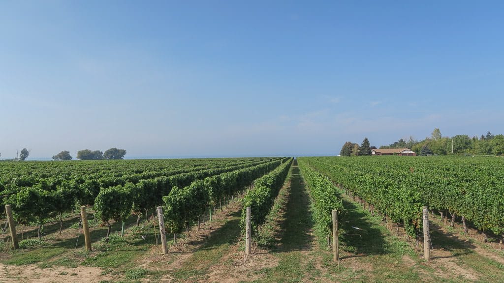 Vineyard at Niagara-on-the-lake, which is a great place to unwind before or after your list of things to do in Niagara Falls