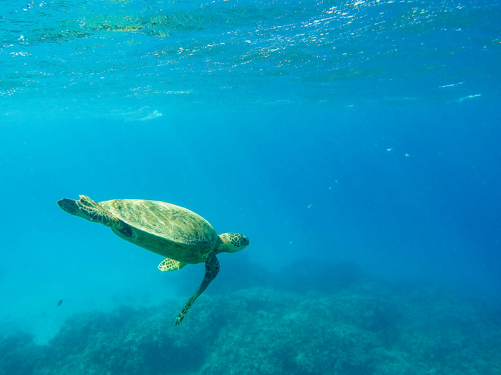Best Snorkeling in Molokai with Molokai Fish and Dive