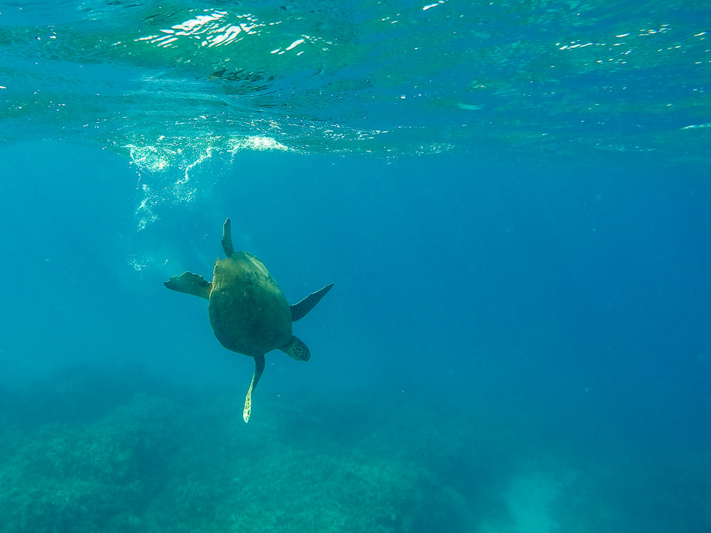 Best Snorkeling in Molokai with Molokai Fish and Dive