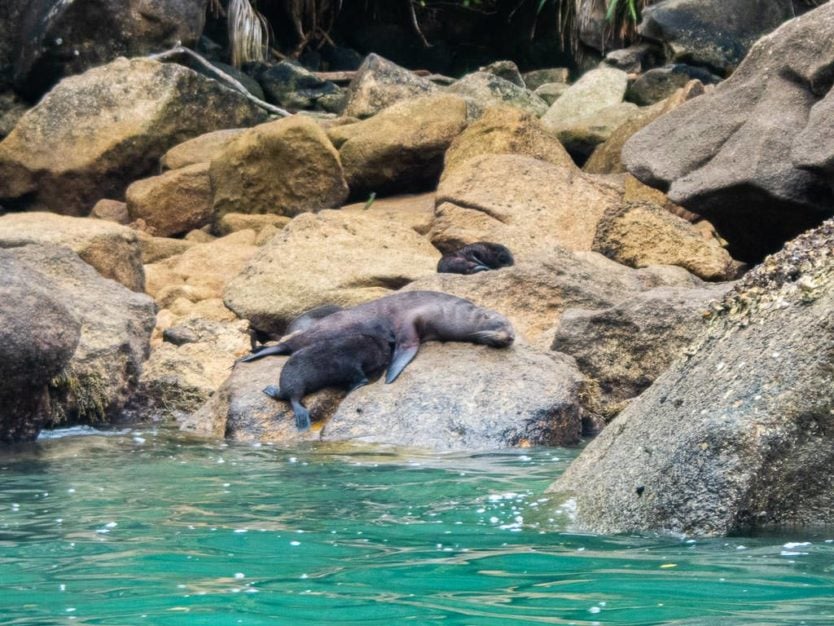fur seal pup nursing while sitting on the rocks on the coast of abel tasman national park