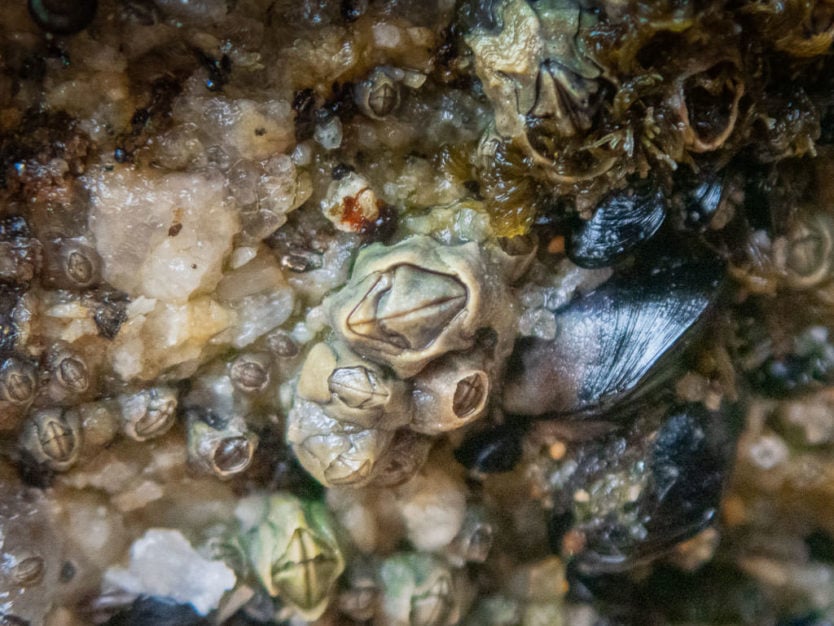 barnacles on the rocks of abel tasman national park
