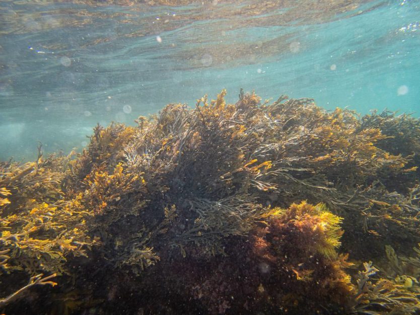 bay of islands snorkeling on the rock overnight cruise boat