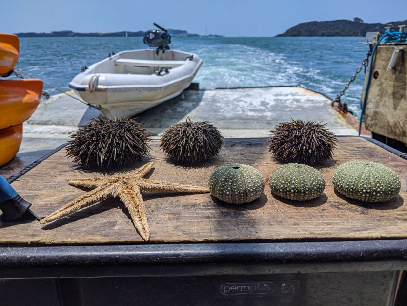 trying kina in bay of islands on the rock overnight cruise boat