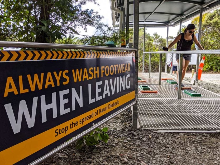 washing feet in waipoua forest trail
