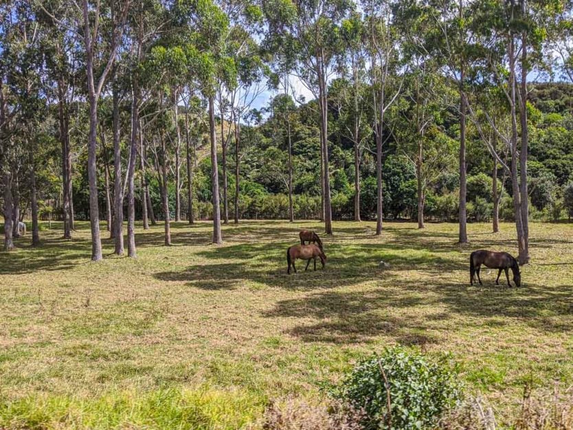 northland road trip farmlands