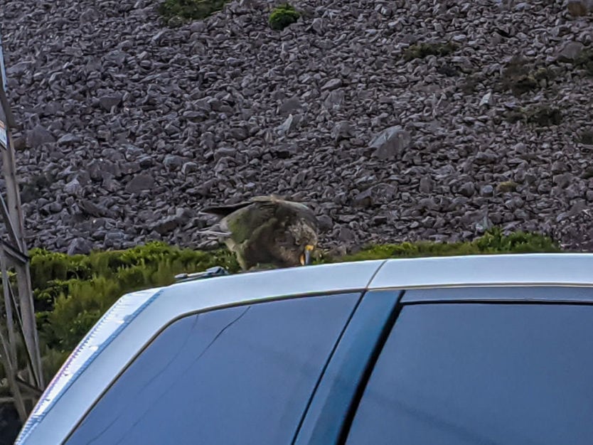 Kea on top of a car at the Otira Viaduct Lookout