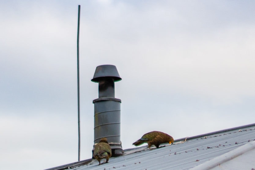 Kea Birds on top of a roof trying to pull it apart