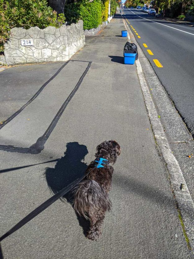 dunedin hilly walks with pup