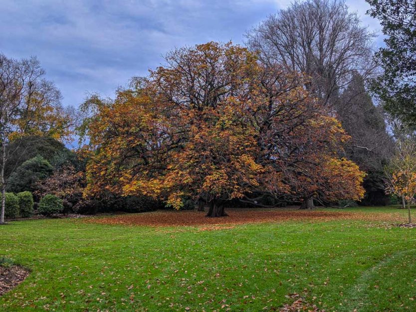 dunedin botanic gardens