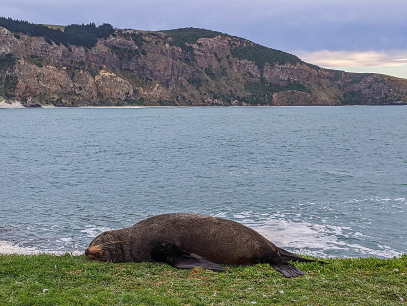 aramoana wildlife area dunedin nz