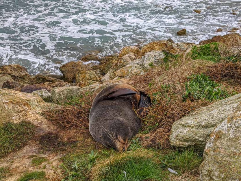 aramoana wildlife area dunedin nz