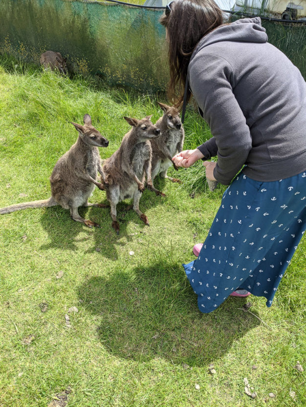 waimate wallaby park new zealand feeding wallabies