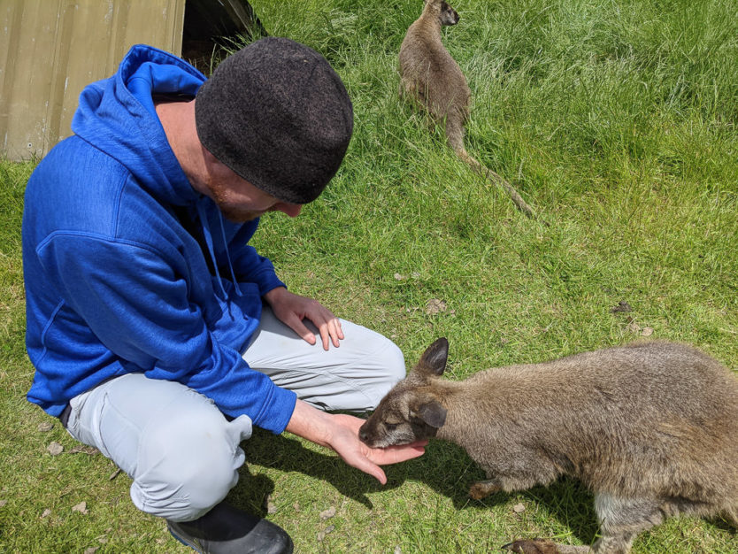 waimate wallaby park new zealand
