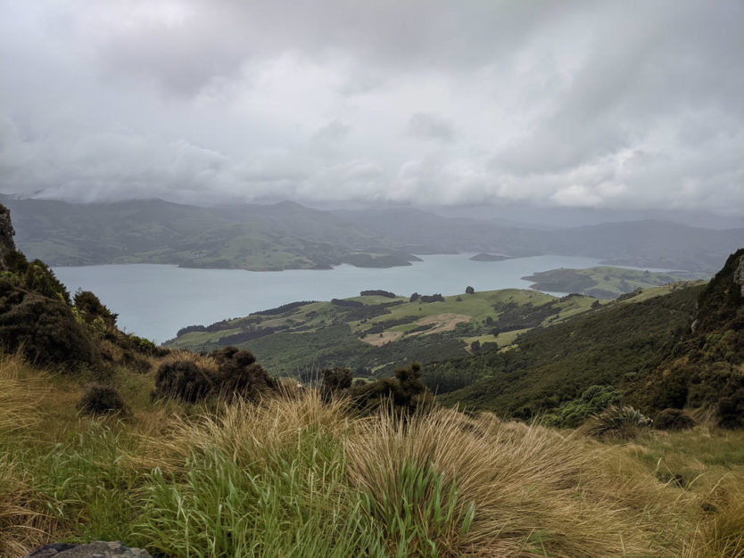 akaroa in new zealand for penguin tour