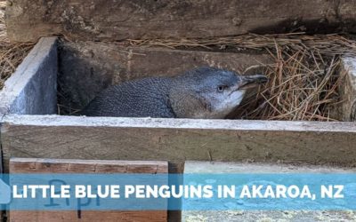 Unforgettable Little Blue Penguins Tour in Akaroa