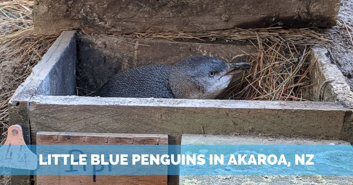 Baby Penguins! Meet the five new little blue penguin chicks at the