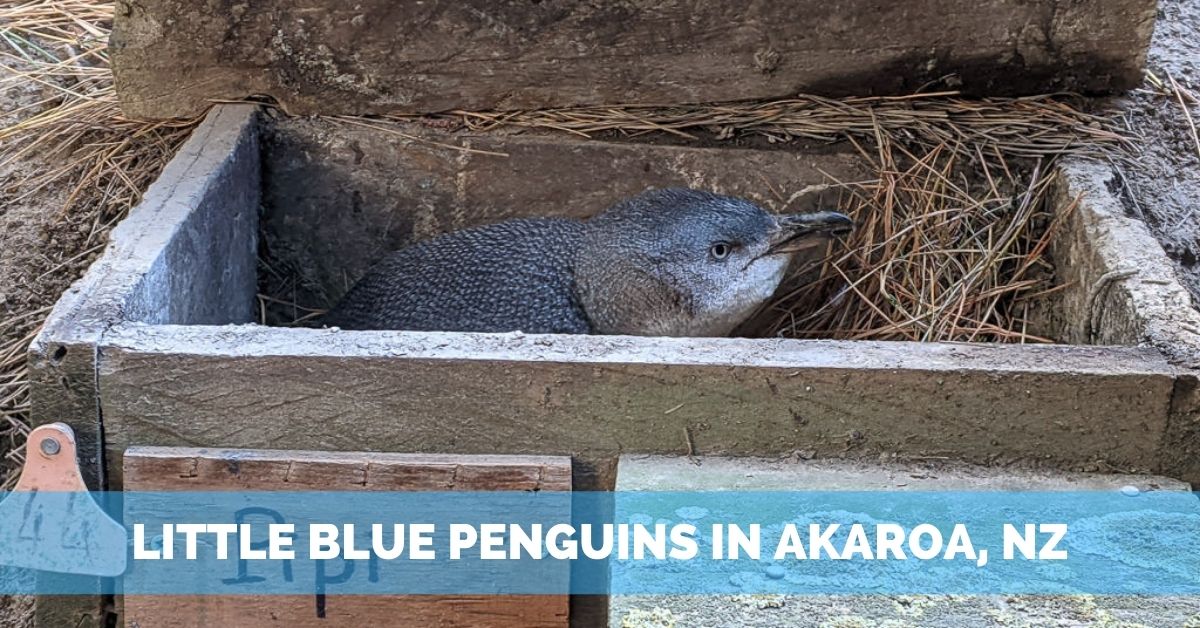 Unforgettable Little Blue Penguins Tour in Akaroa
