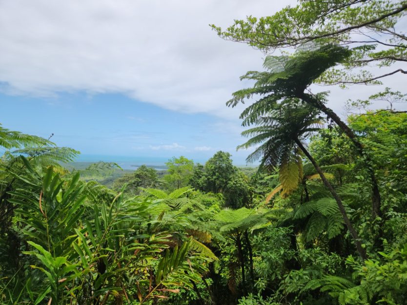 alexandra lookout daintree rainforest