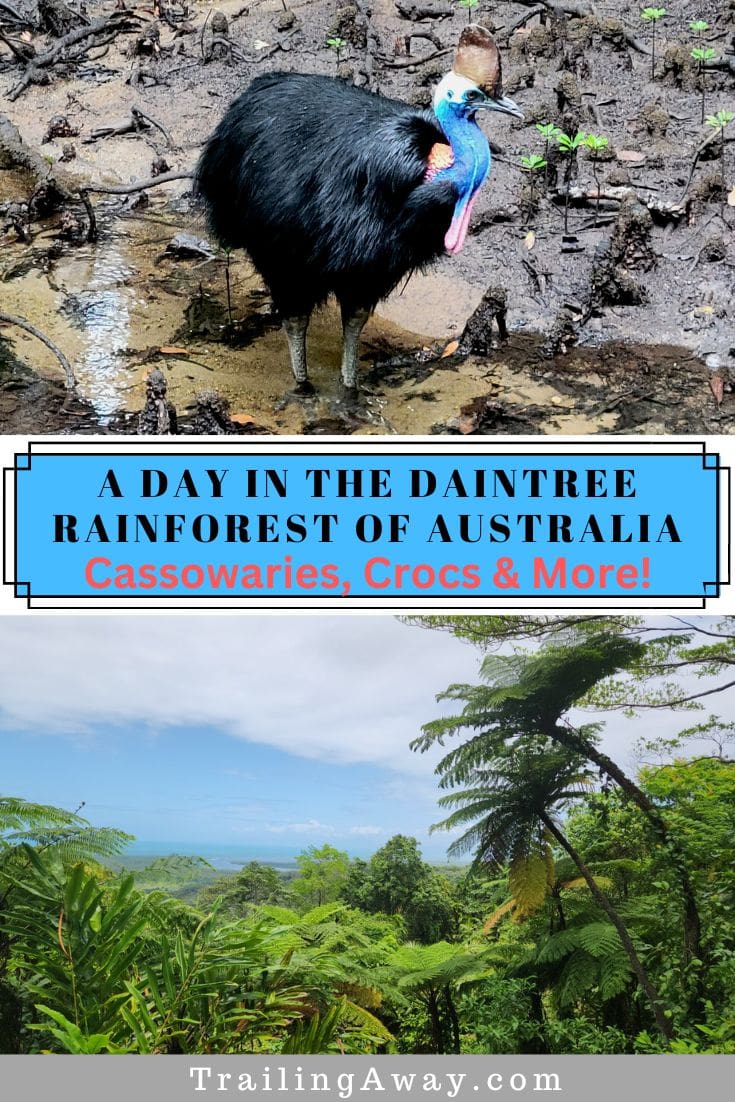 A Day in the Daintree Rainforest: Crocodiles, Cassowaries & More!