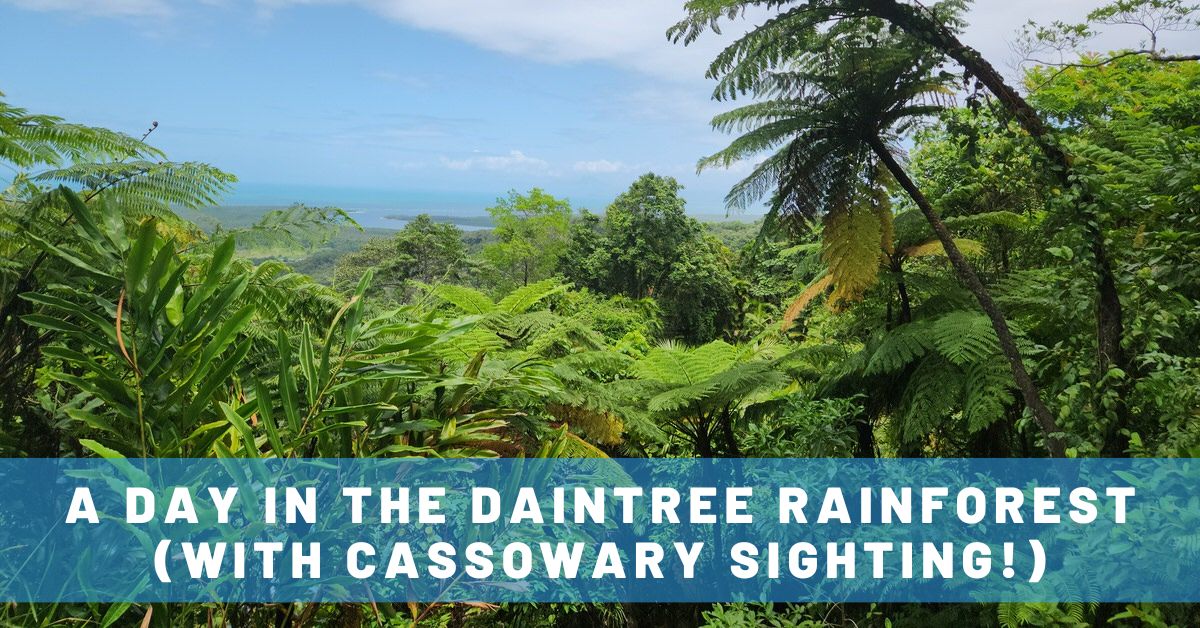 A Day in the Daintree Rainforest: Crocodiles, Cassowaries & More!