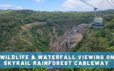 Wildlife & Waterfall Viewing on the Skyrail Rainforest Cableway in Cairns