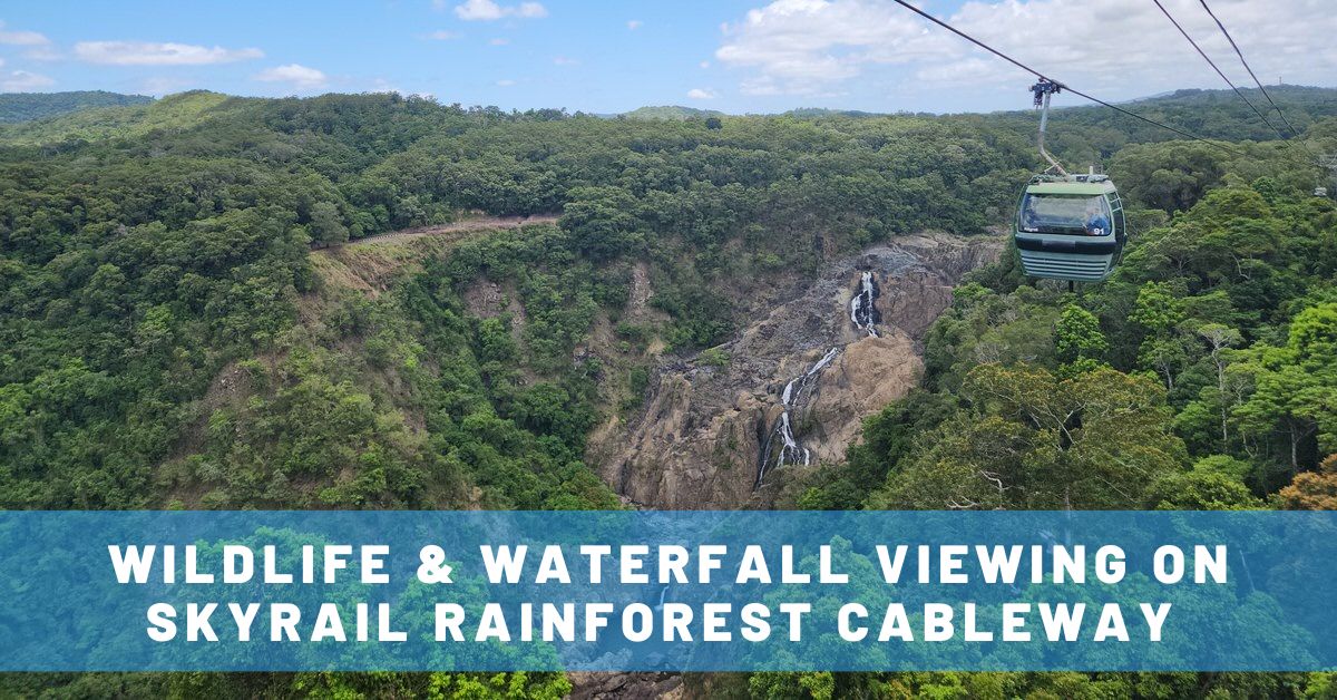 Wildlife & Waterfall Viewing on the Skyrail Rainforest Cableway in Cairns