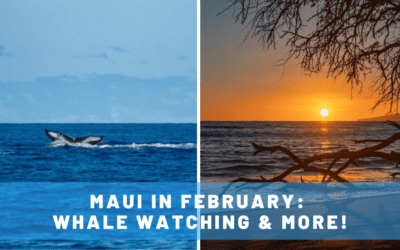 7 Tips for Maui in February: Whale Watching & More!