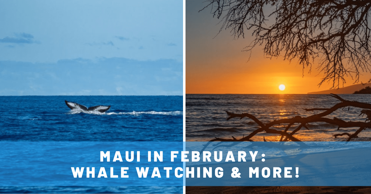 7 Tips for Maui in February: Whale Watching & More!